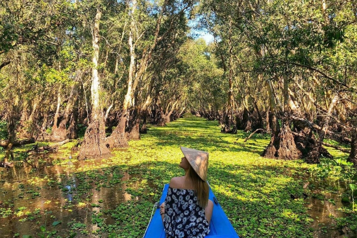 Tra Su cajuput forest: a serene paradise of nature